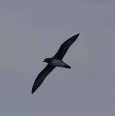 Pterodroma arminjoniana