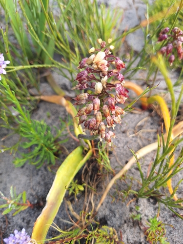 Image of Lachenalia montana by (c) Adele SL, some rights reserved (CC BY)