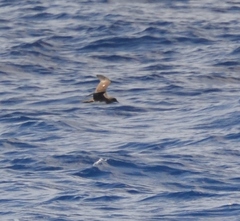 Pterodroma arminjoniana