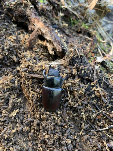European Stag Beetle