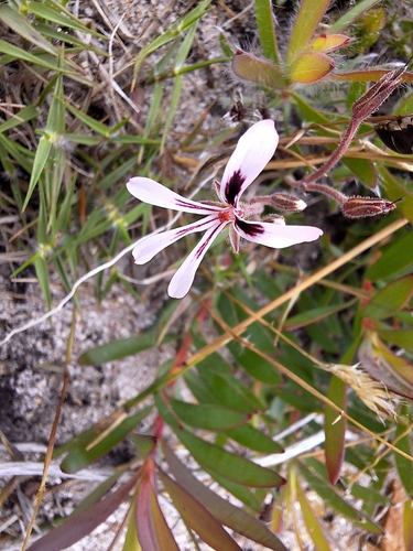 Image of Pelargonium psammophilum by (c) Adele SL, some rights reserved (CC BY)