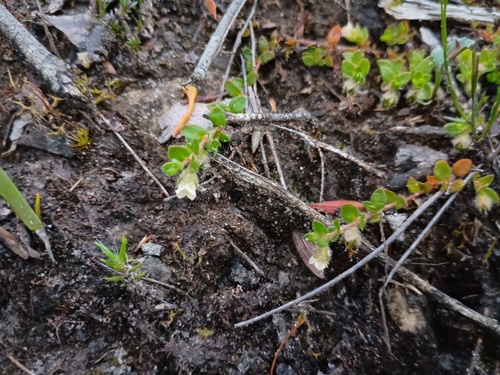 Mitrasacme pilosa (Mitrasacme pilosa)