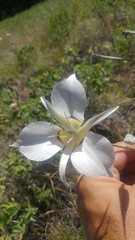 Calochortus macrocarpus maculosus