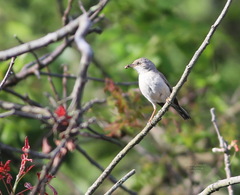 Curruca cantillans albistriata