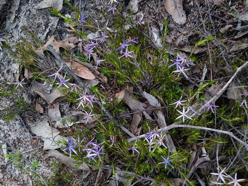 Calectasia intermedia (Calectasia intermedia)