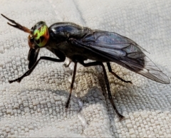 Chrysops niger