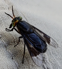 Chrysops niger