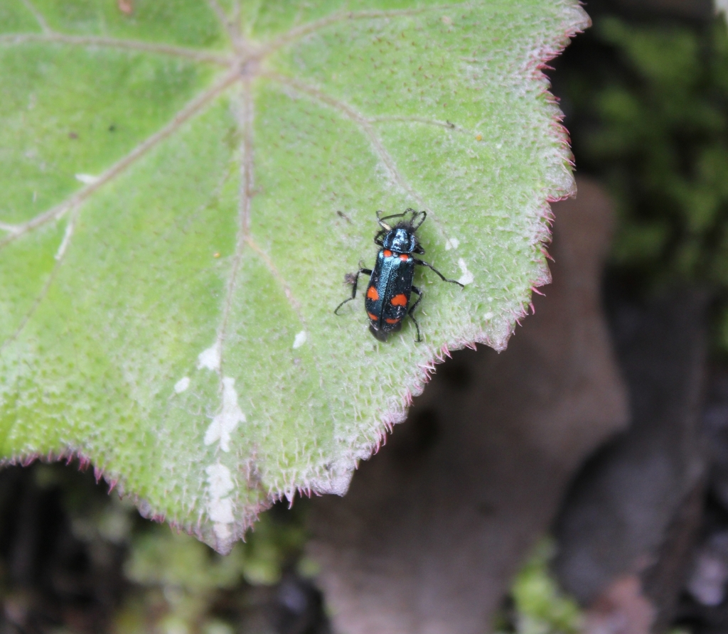 Astylus latemaculatus