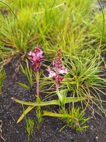Image of Lachenalia salteri by (c) Adele SL, some rights reserved (CC BY)