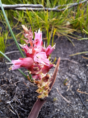 Image of Lachenalia salteri by (c) Adele SL, some rights reserved (CC BY)