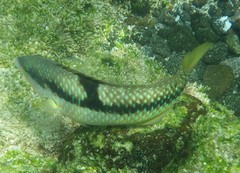 Halichoeres nicholsi