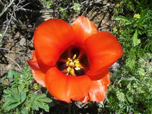 Tulipe de Greig 4