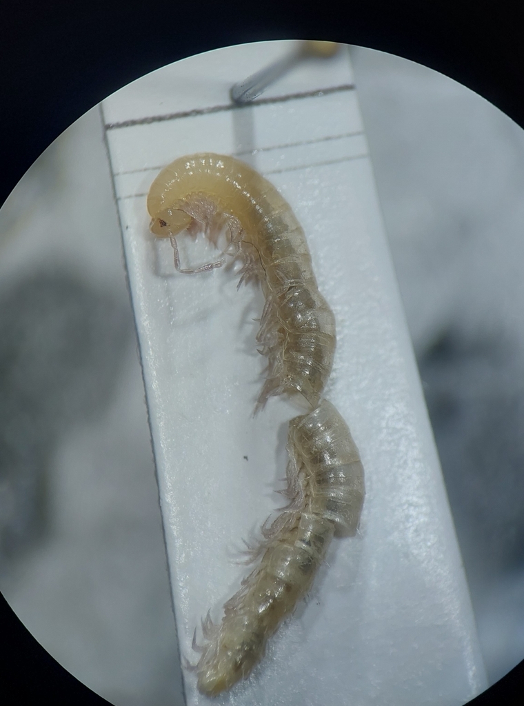 Mycogona germanica