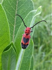 Tetraopes melanurus