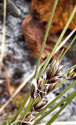 Image of Ficinia bulbosa by (c) Adele SL, some rights reserved (CC BY)
