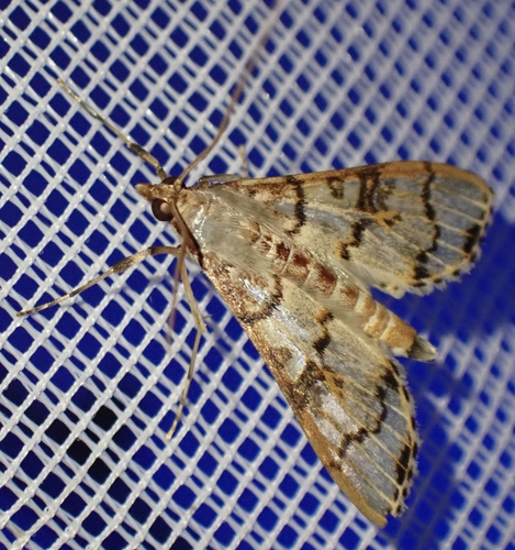 Azochis trichotarsalis
