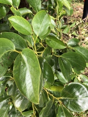 Griselinia