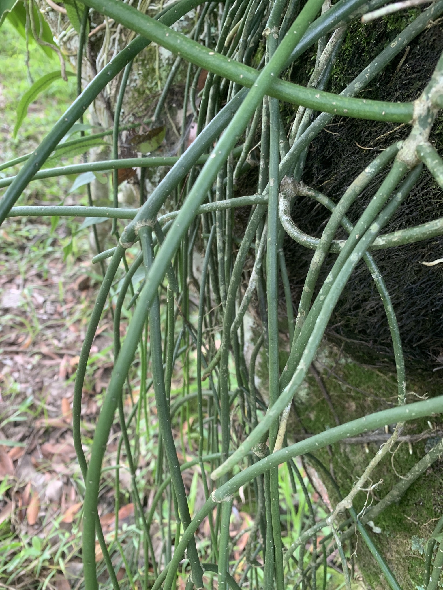 Rhipsalis lindbergiana
