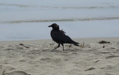 Corvus brachyrhynchos