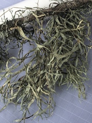 Ramalina subleptocarpha