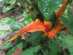Dieffenbachia grayumiana