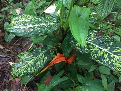 Dieffenbachia grayumiana