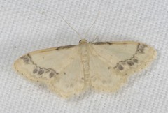 Idaea trigeminata