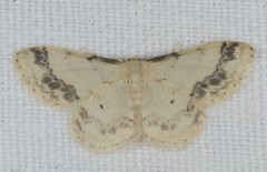 Idaea trigeminata