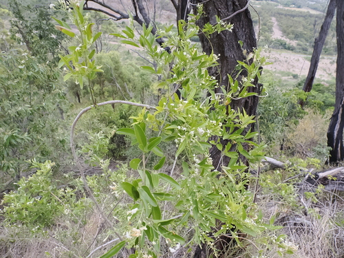 Image of Jasminum didymum by (c) Lucas Christofides, some rights reserved (CC BY)