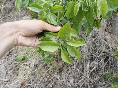 Image of Turraea pubescens by (c) Lucas Christofides, some rights reserved (CC BY)