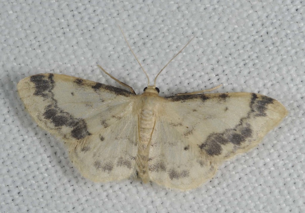 Treble Brown-spot