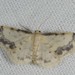 Treble Brown-Spot - Photo (c) ALLEMAND Guillaume, some rights reserved (CC BY-NC), uploaded by ALLEMAND Guillaume
