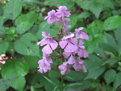 Platanthera peramoena