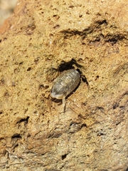 Sphaeroma