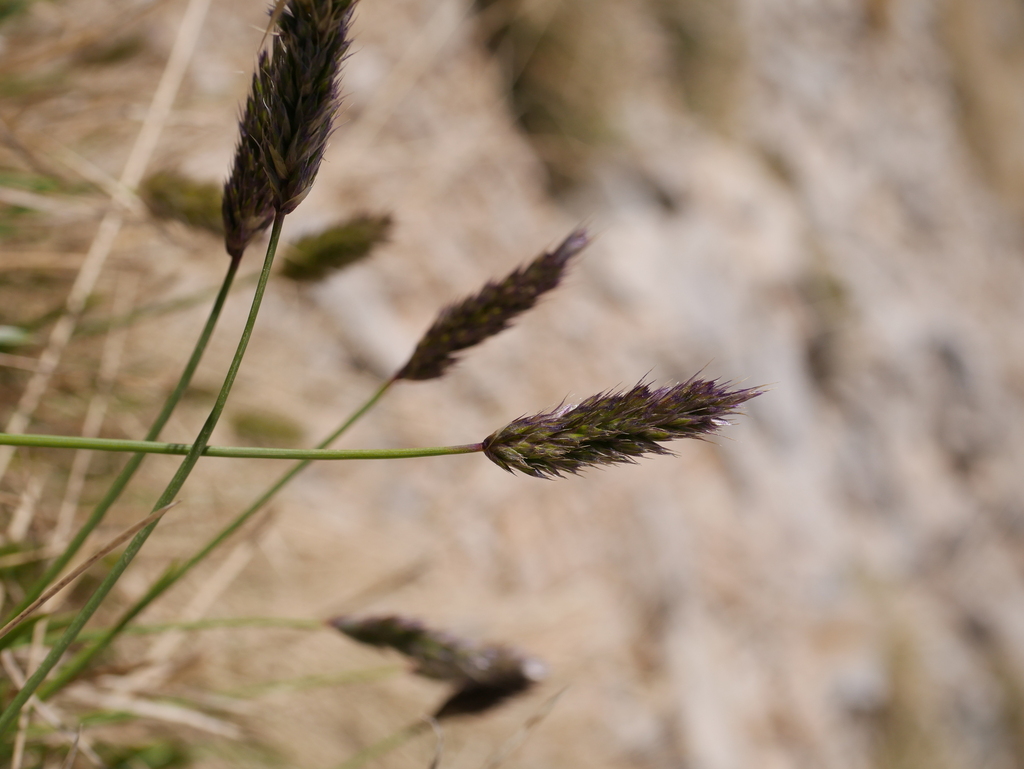 Sesleria vaginalis