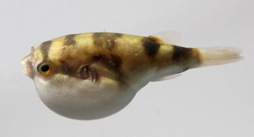 Banded Puffer