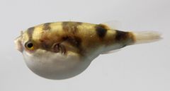 Banded Puffer
