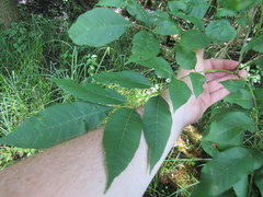 Fraxinus profunda
