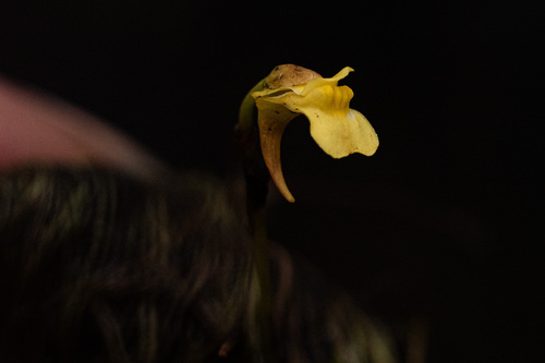 Utricularia scandens observed 2024-11-02