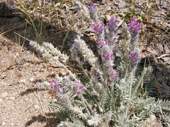 Galegeae