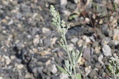 Chenopodium atrovirens