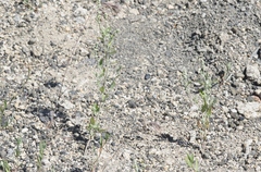 Chenopodium atrovirens