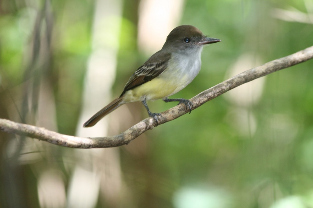 Grenada Flycatcher photo
