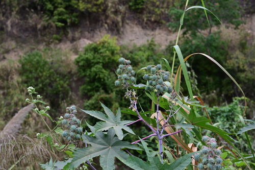 castor bean