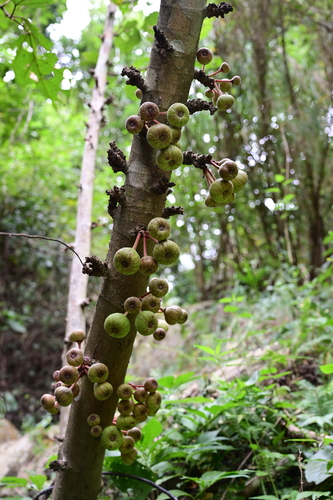 Roxburgh fig