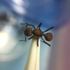 Acromyrmex octospinosus