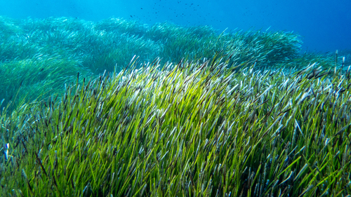 Neptune Grass