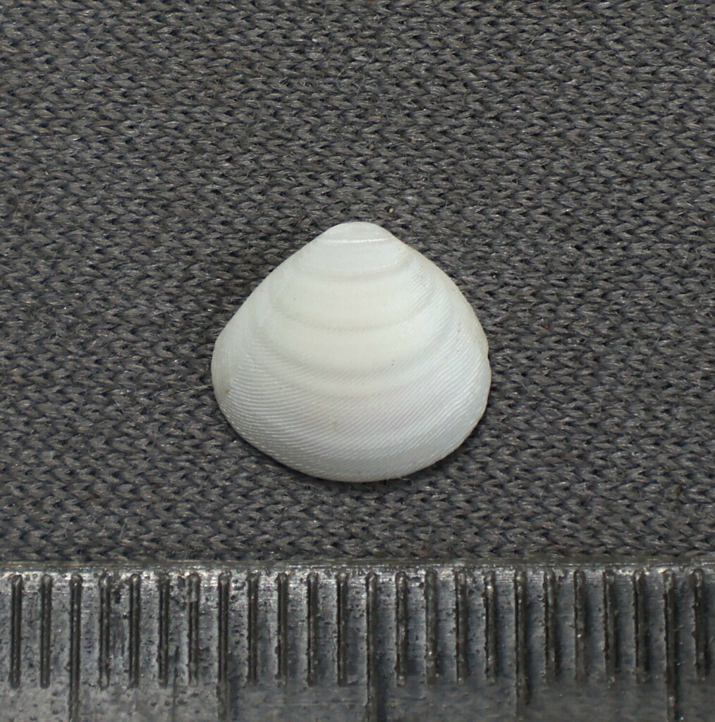 Strigilla ervilia