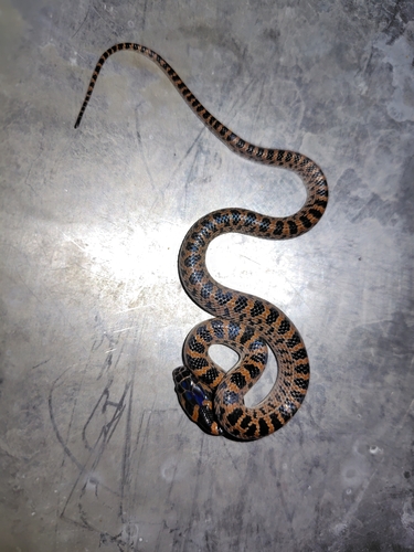 Red-banded Snake, Lycodon rufozonatus