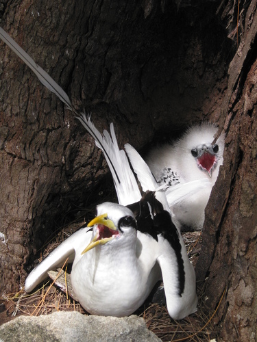 White-tailed Tropicbird
